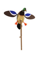 , HW4401, Baby Drake Decoy, Waterfowl Decoy, 3.5 Pounds Assembled